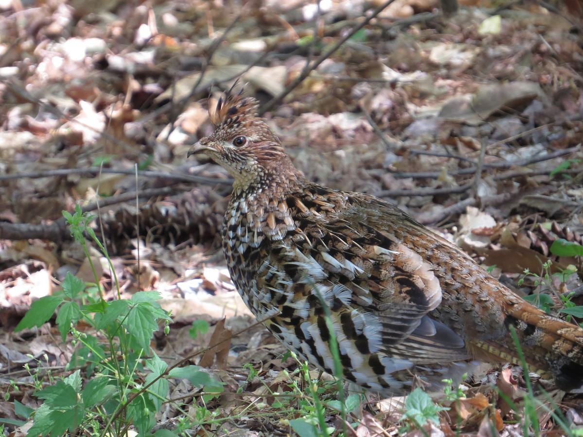 Ruffed Grouse - ML447876631