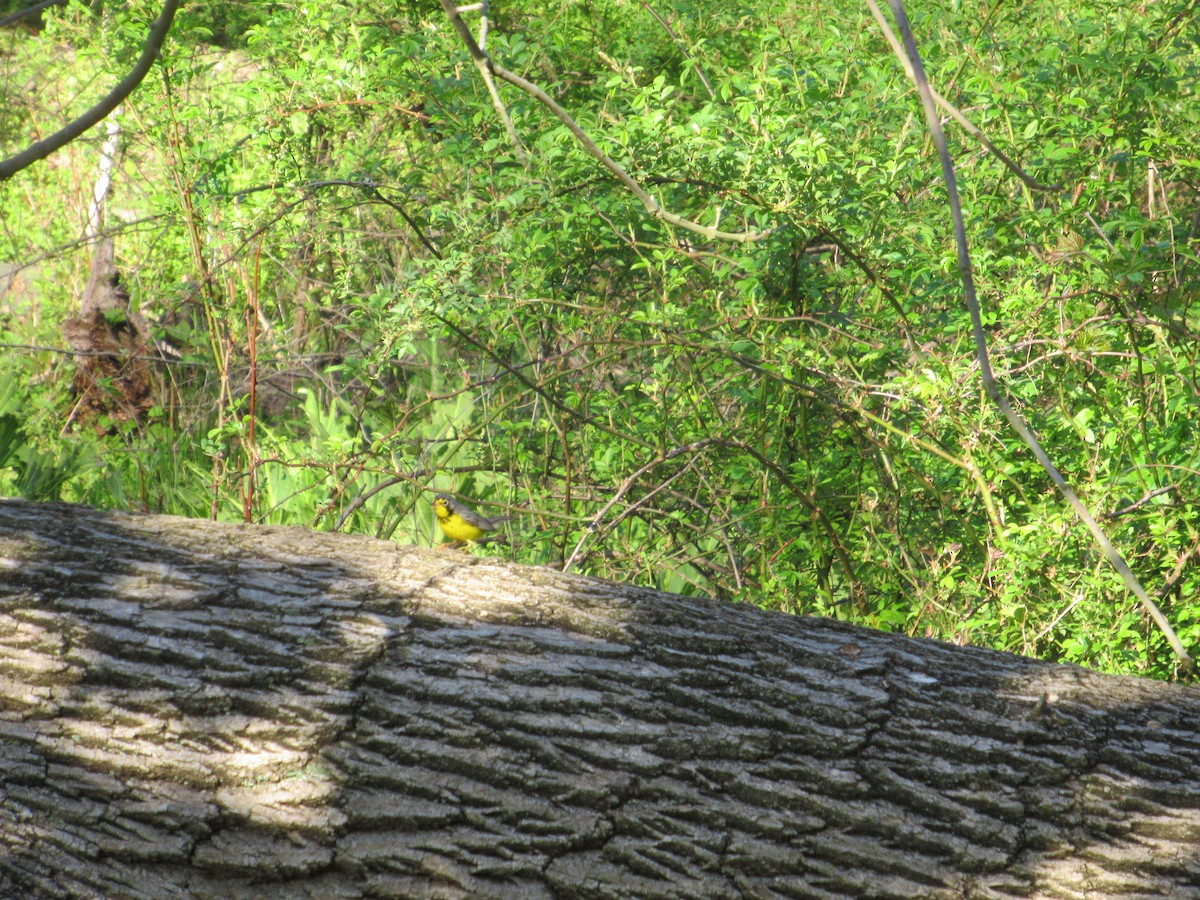 Canada Warbler - ML447877521