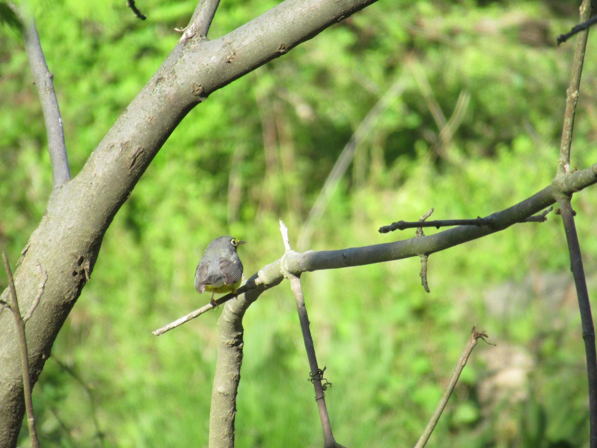 Canada Warbler - ML447877591