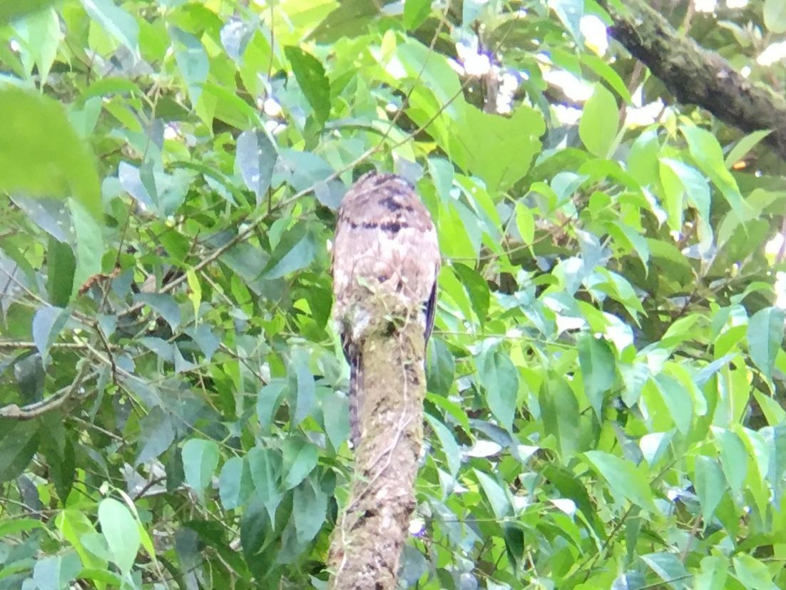 Common Potoo - ML447877881