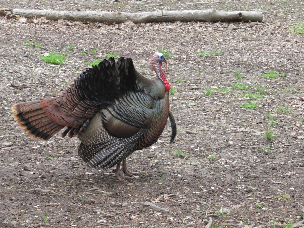 Wild Turkey - Barry Capella