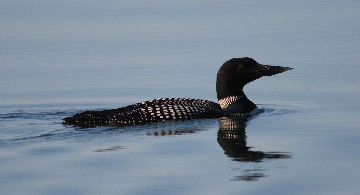 Common Loon - ML447878091