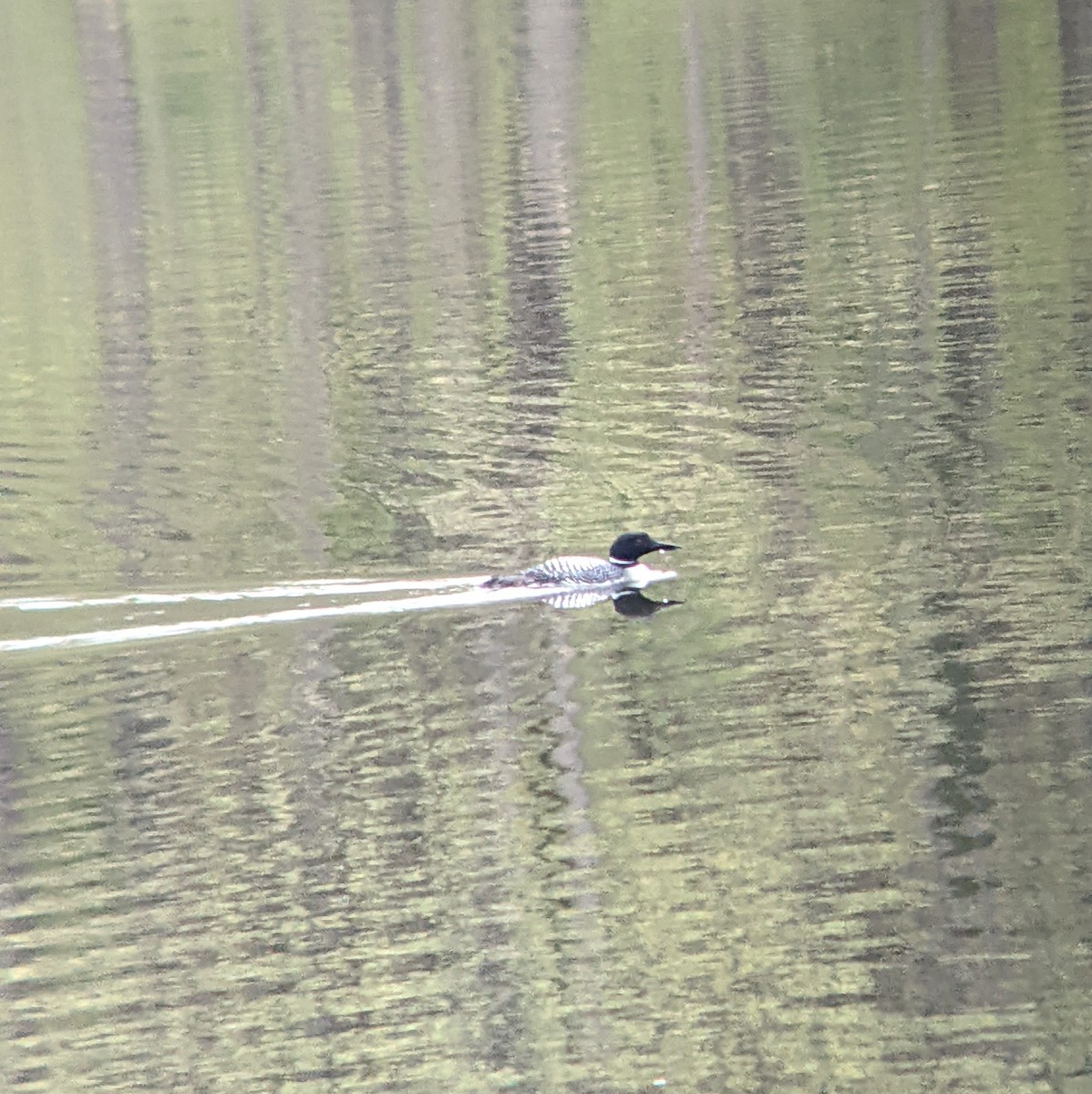 Plongeon huard - ML447878241