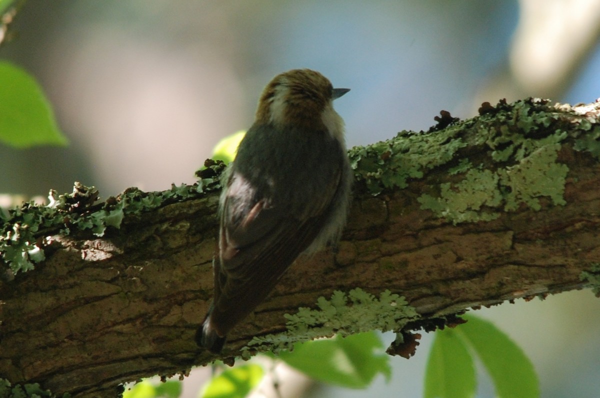 Brown-headed Nuthatch - ML447878341