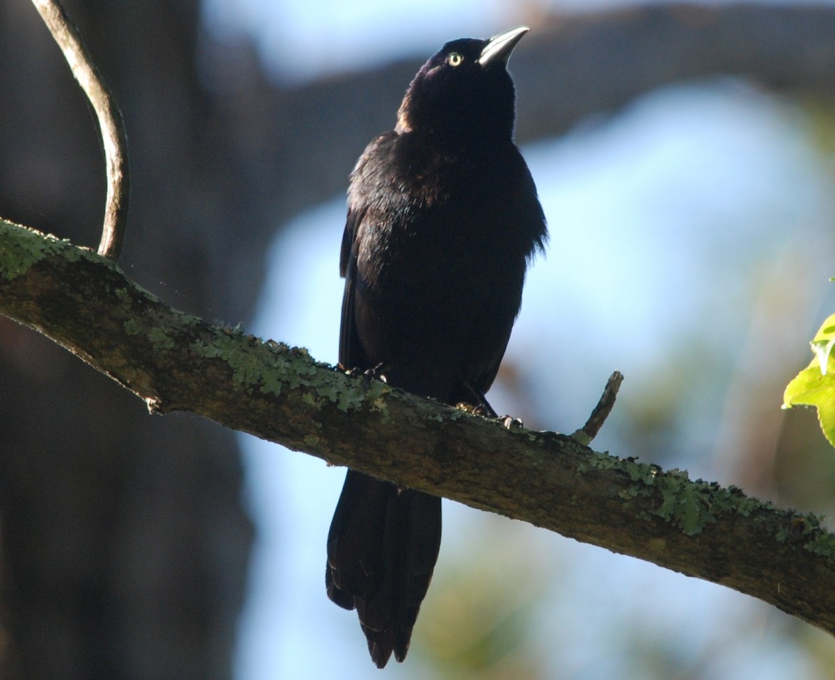 Common Grackle - ML447878491