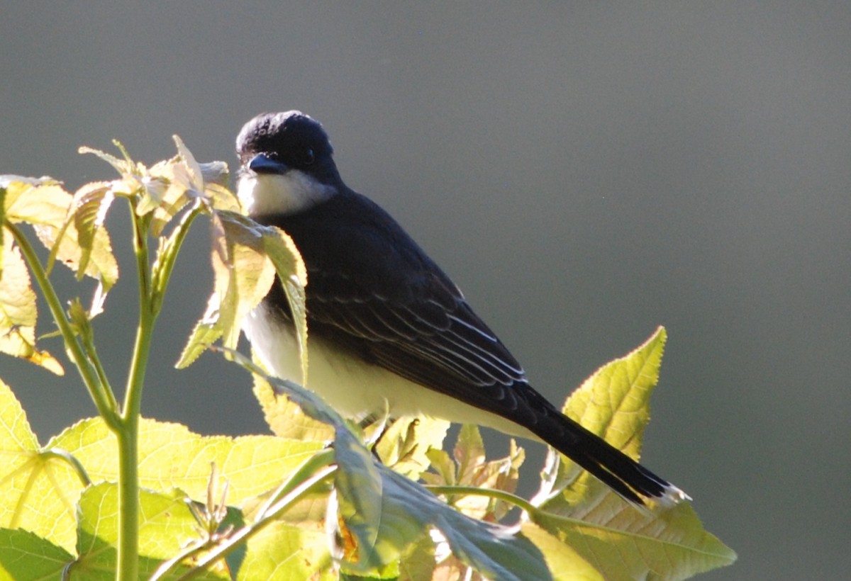 Eastern Kingbird - ML447878631
