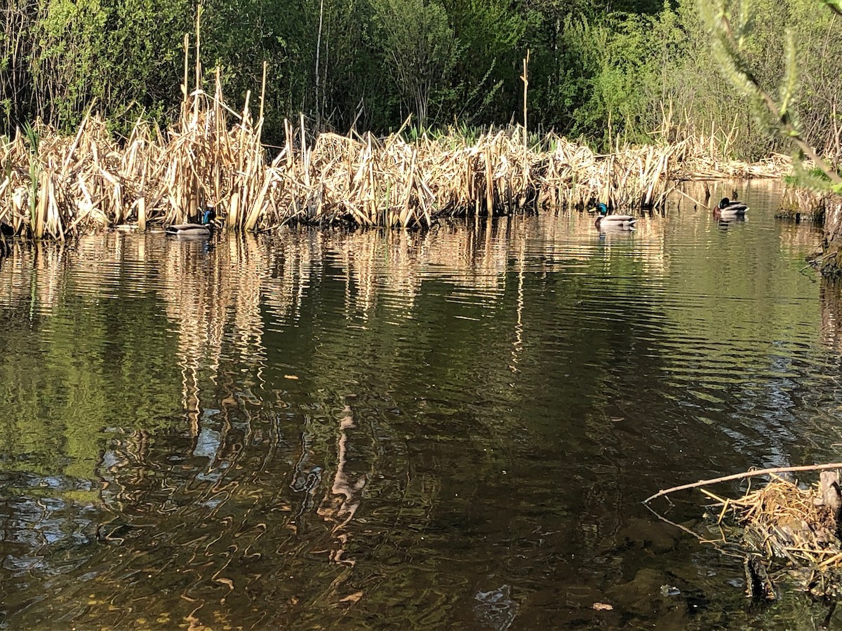 Mallard - ML447879941