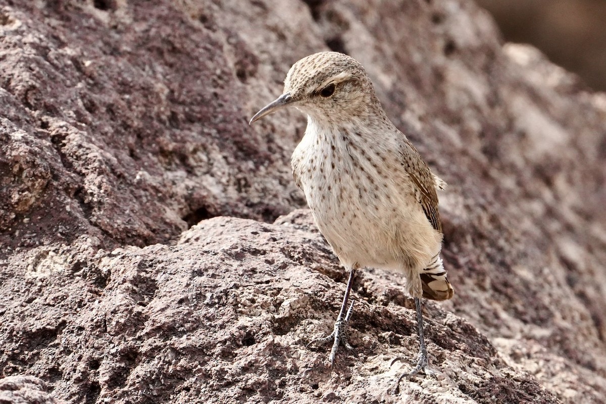 Rock Wren - ML447881611
