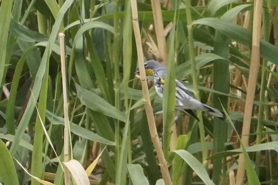 Yellow-rumped Warbler - ML447883881