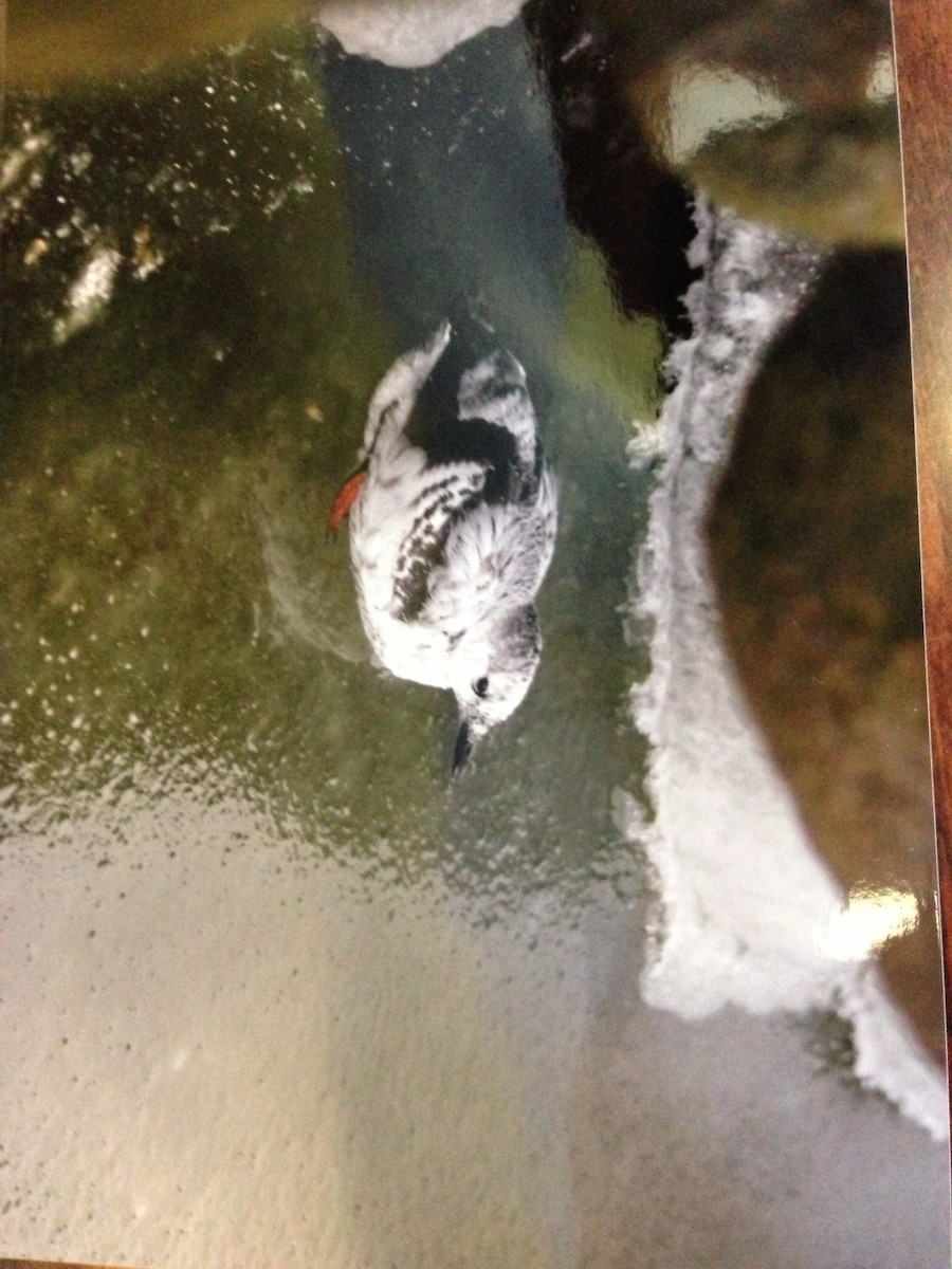 Black Guillemot - ML44788431