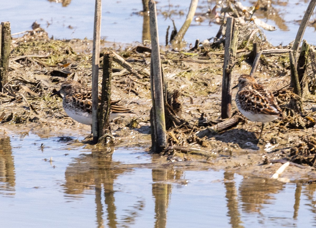 White-rumped Sandpiper - ML447884871