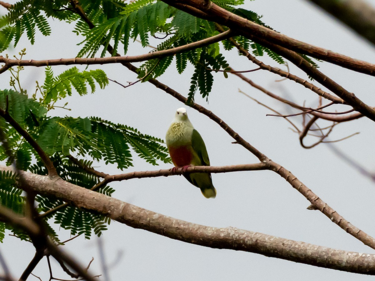 White-capped Fruit-Dove - ML447884941