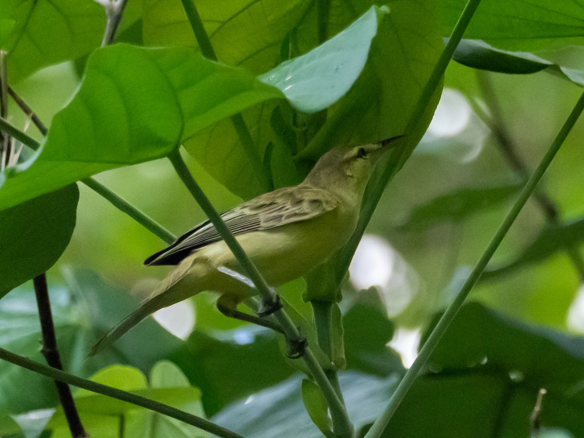 Northern Marquesan Reed Warbler - ML447885541