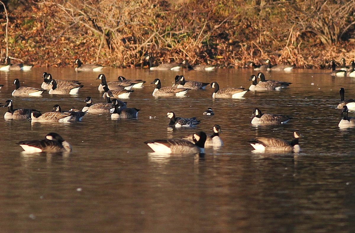 Barnacle Goose - ML447885691