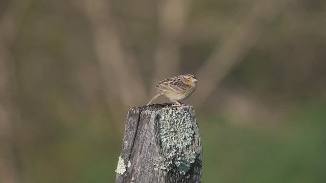 Grasshopper Sparrow - ML447885971