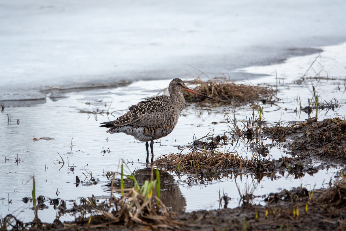 Hudsonian Godwit - ML447886391