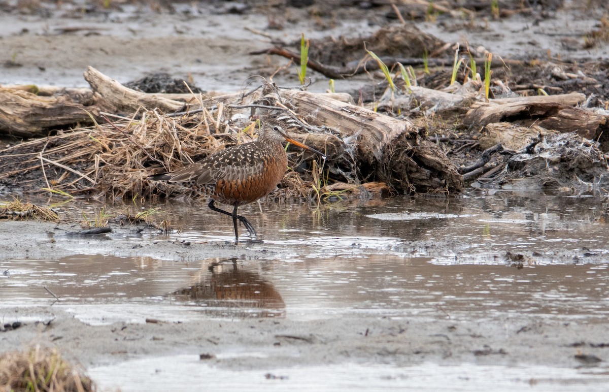 Hudsonian Godwit - ML447886461