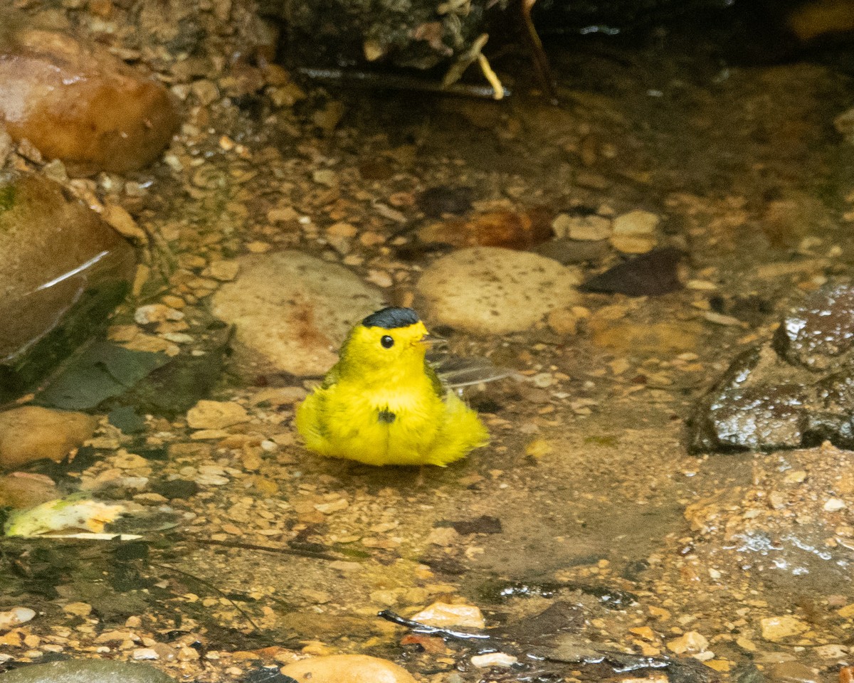 Wilson's Warbler - Dixie Sommers