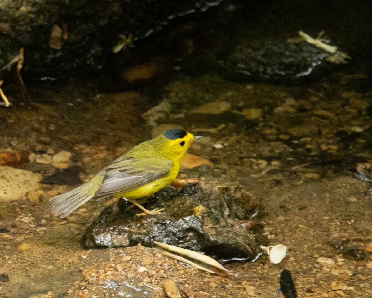 Wilson's Warbler - ML447887011