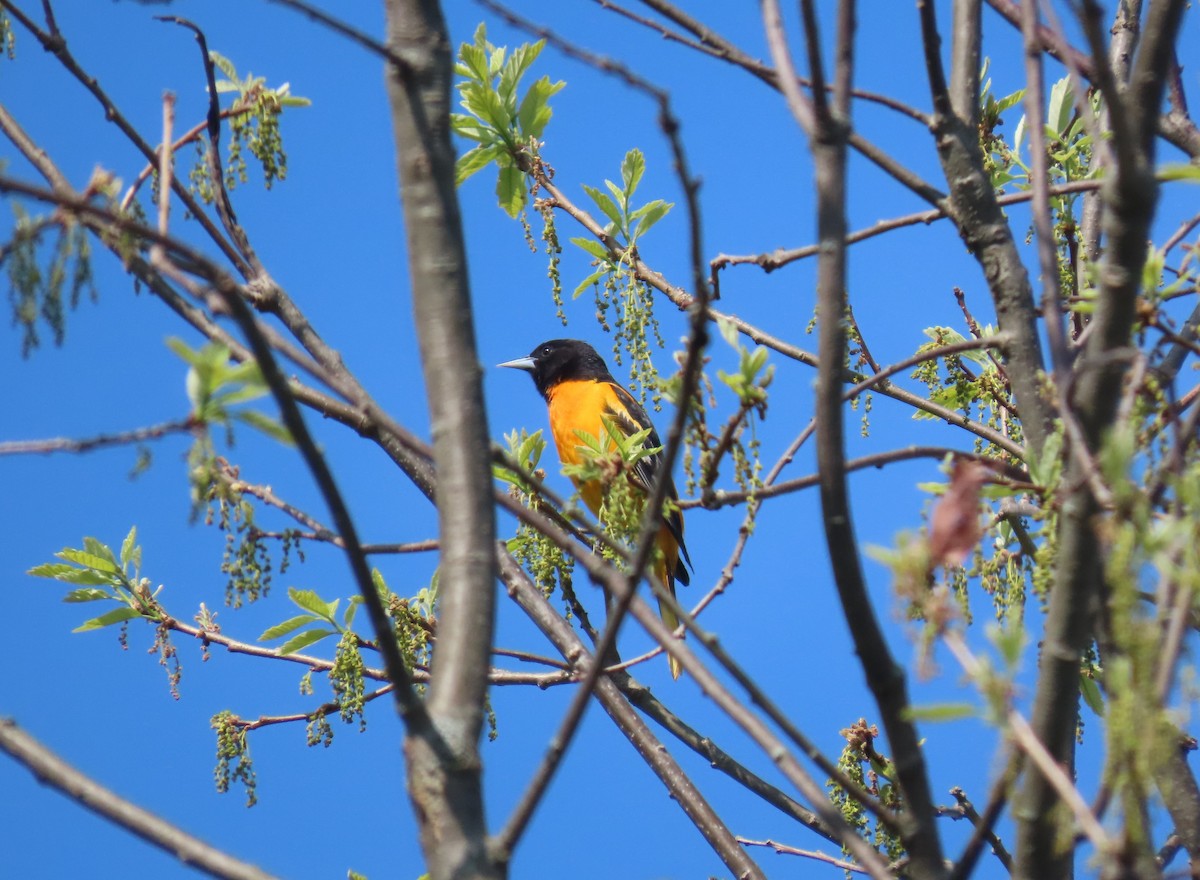 Baltimore Oriole - ML447887401