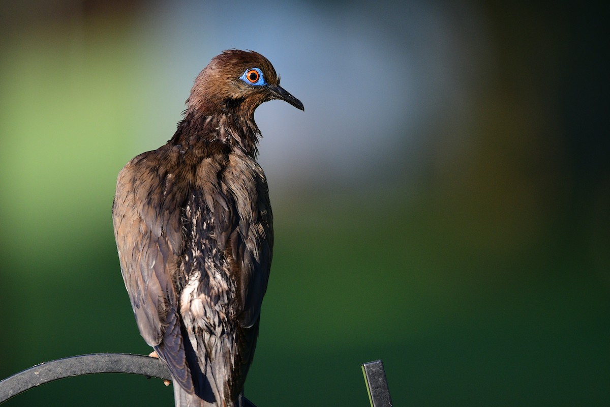White-winged Dove - ML447887631