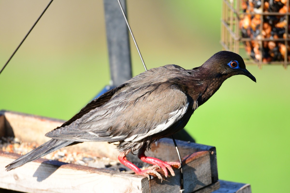 White-winged Dove - ML447887681