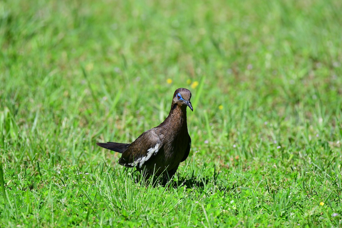 White-winged Dove - ML447887691