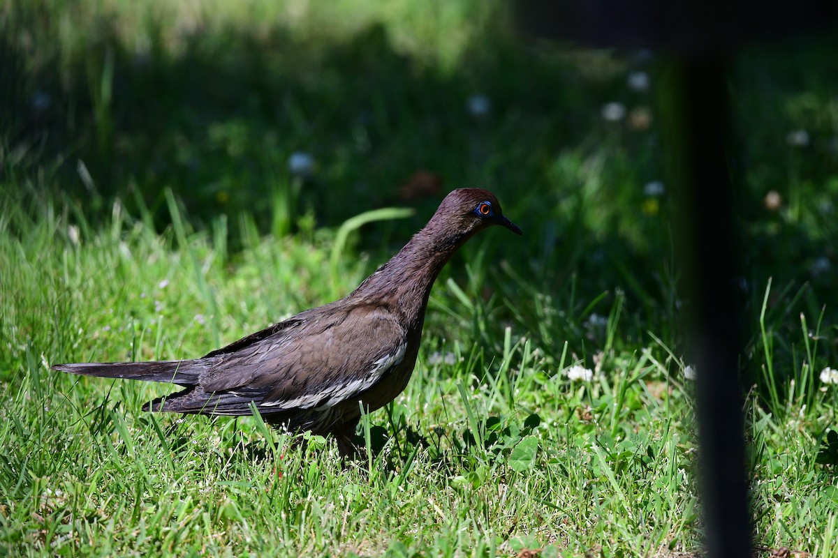 White-winged Dove - ML447887701
