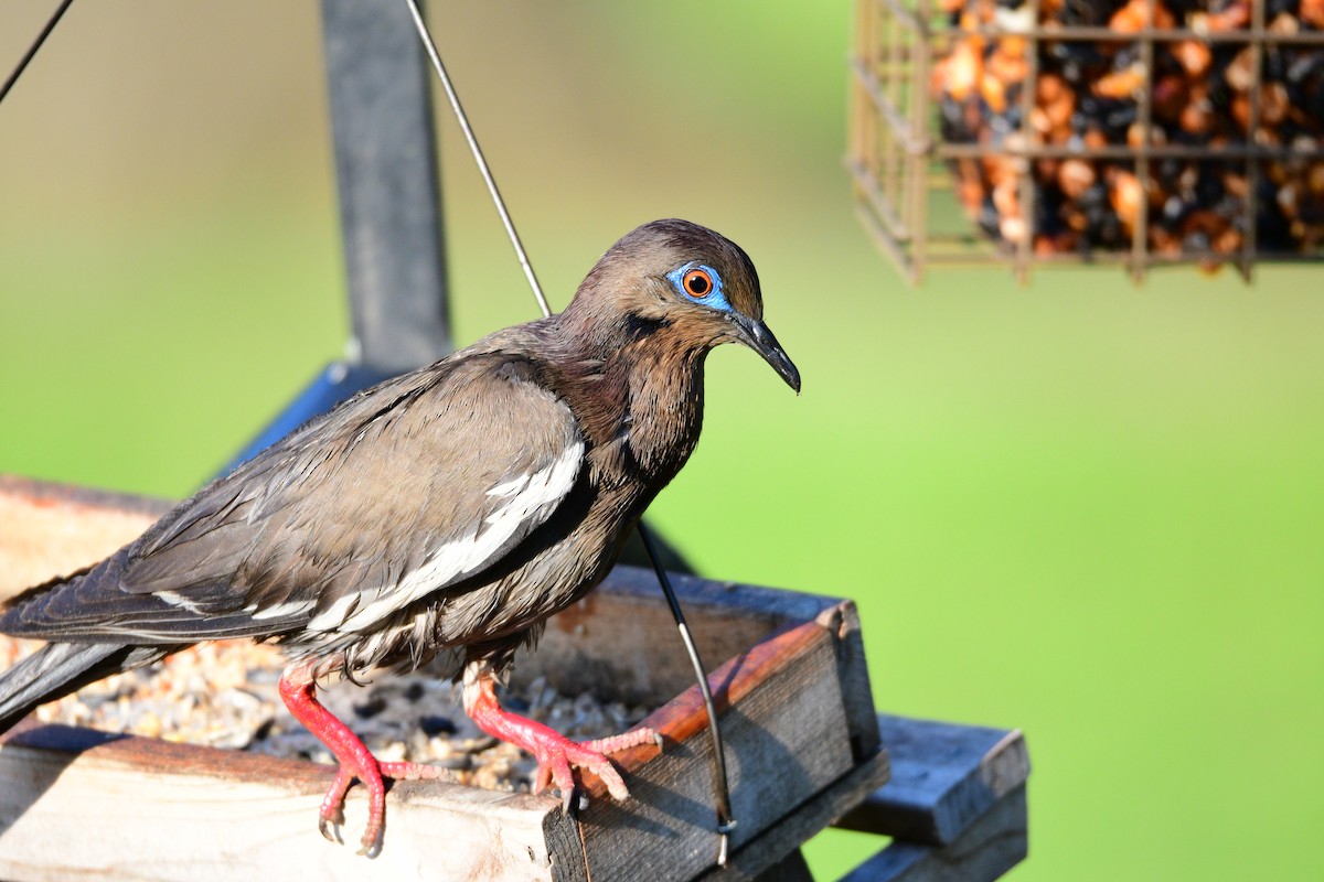 White-winged Dove - ML447887721