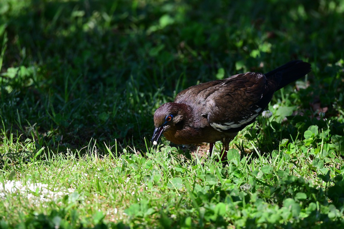 White-winged Dove - ML447887731