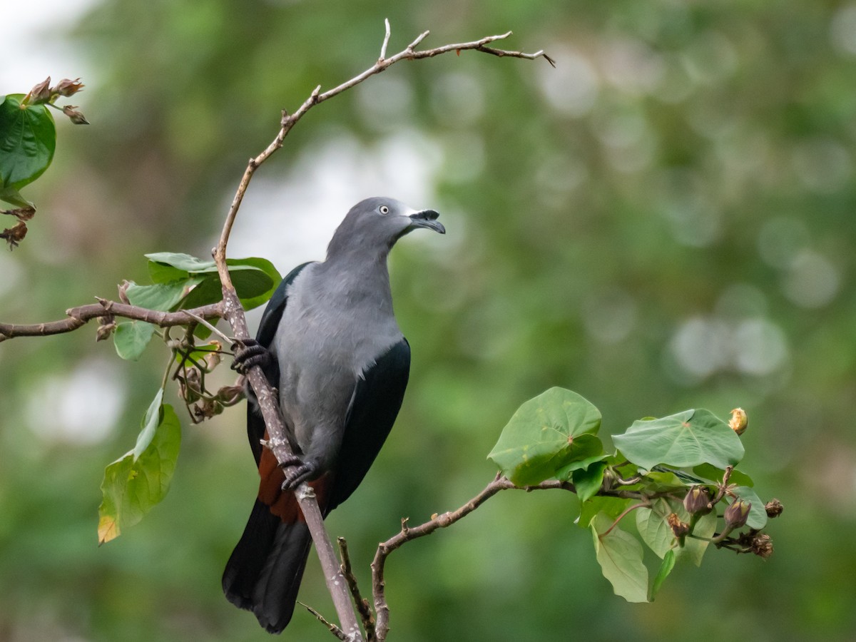 Marquesas Imperial-Pigeon - Mike Greenfelder
