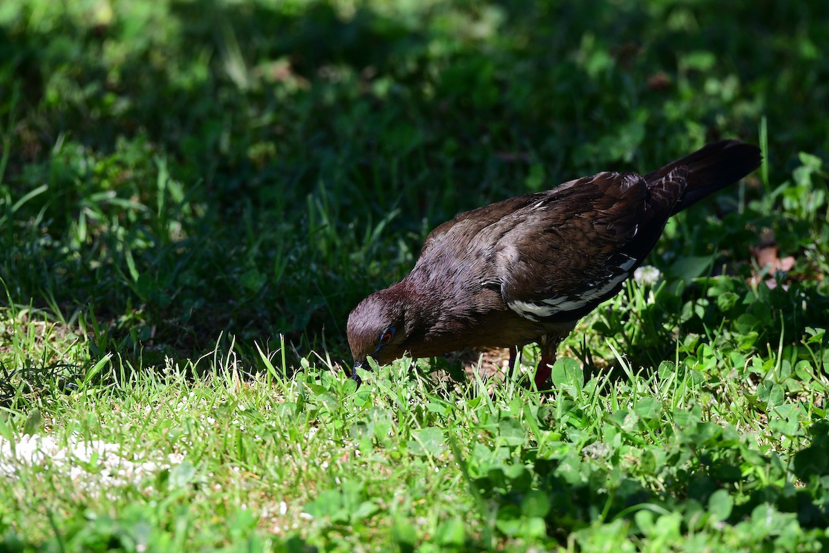 White-winged Dove - ML447887751
