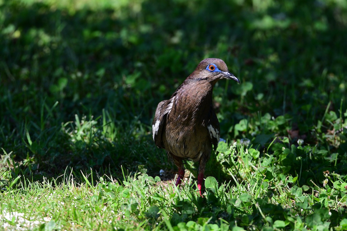 White-winged Dove - ML447887801