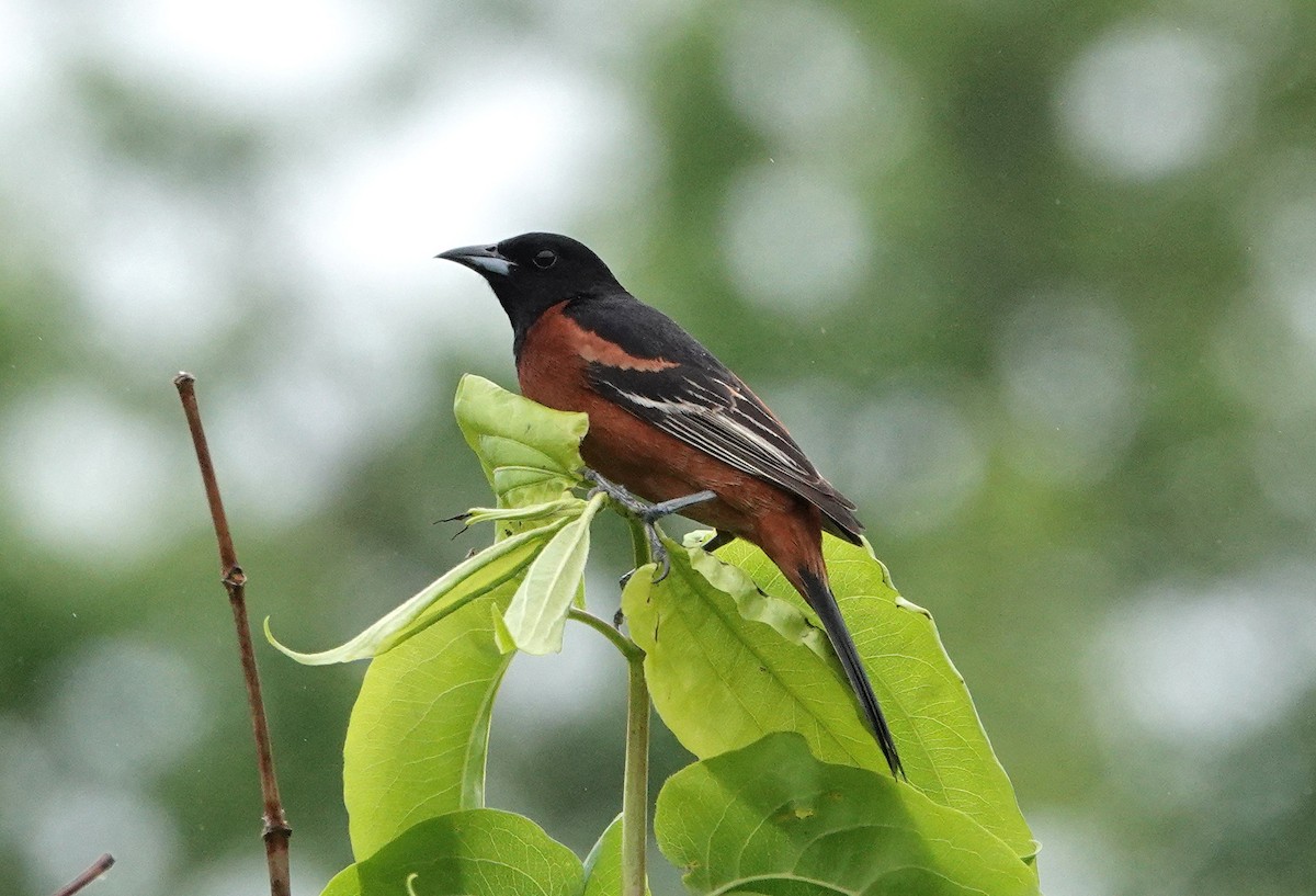 Orchard Oriole - Mark Goodwin