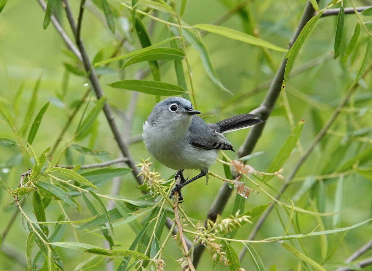 Blue-gray Gnatcatcher - Mark Goodwin