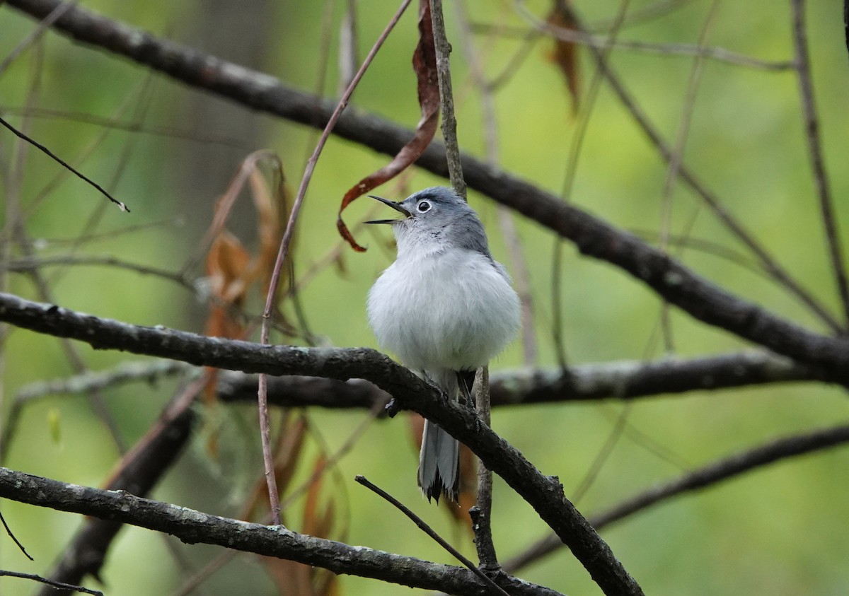 Blue-gray Gnatcatcher - Mark Goodwin