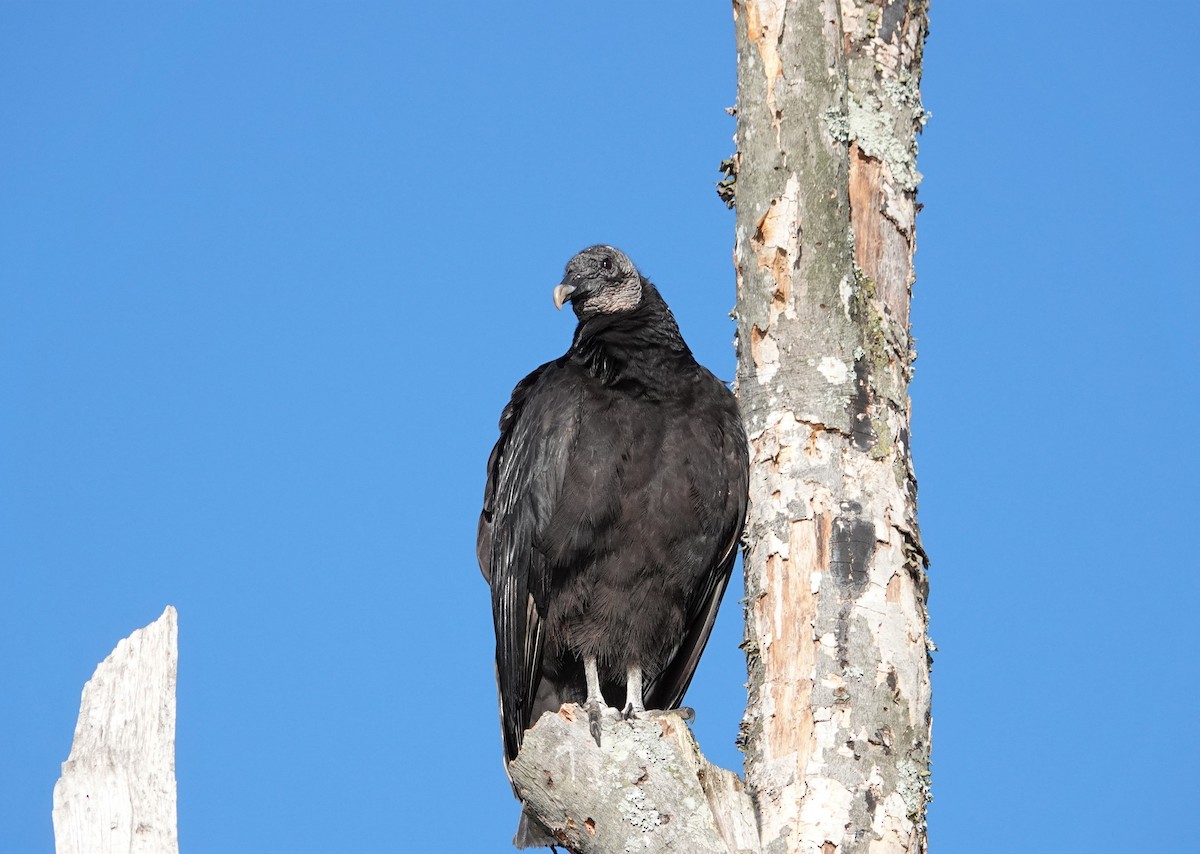 Black Vulture - ML447888921