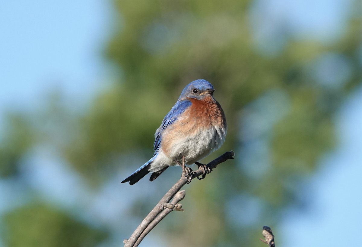 Eastern Bluebird - ML447888991