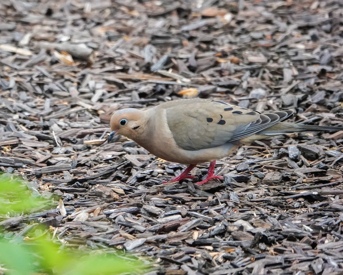 Mourning Dove - Dave Hart