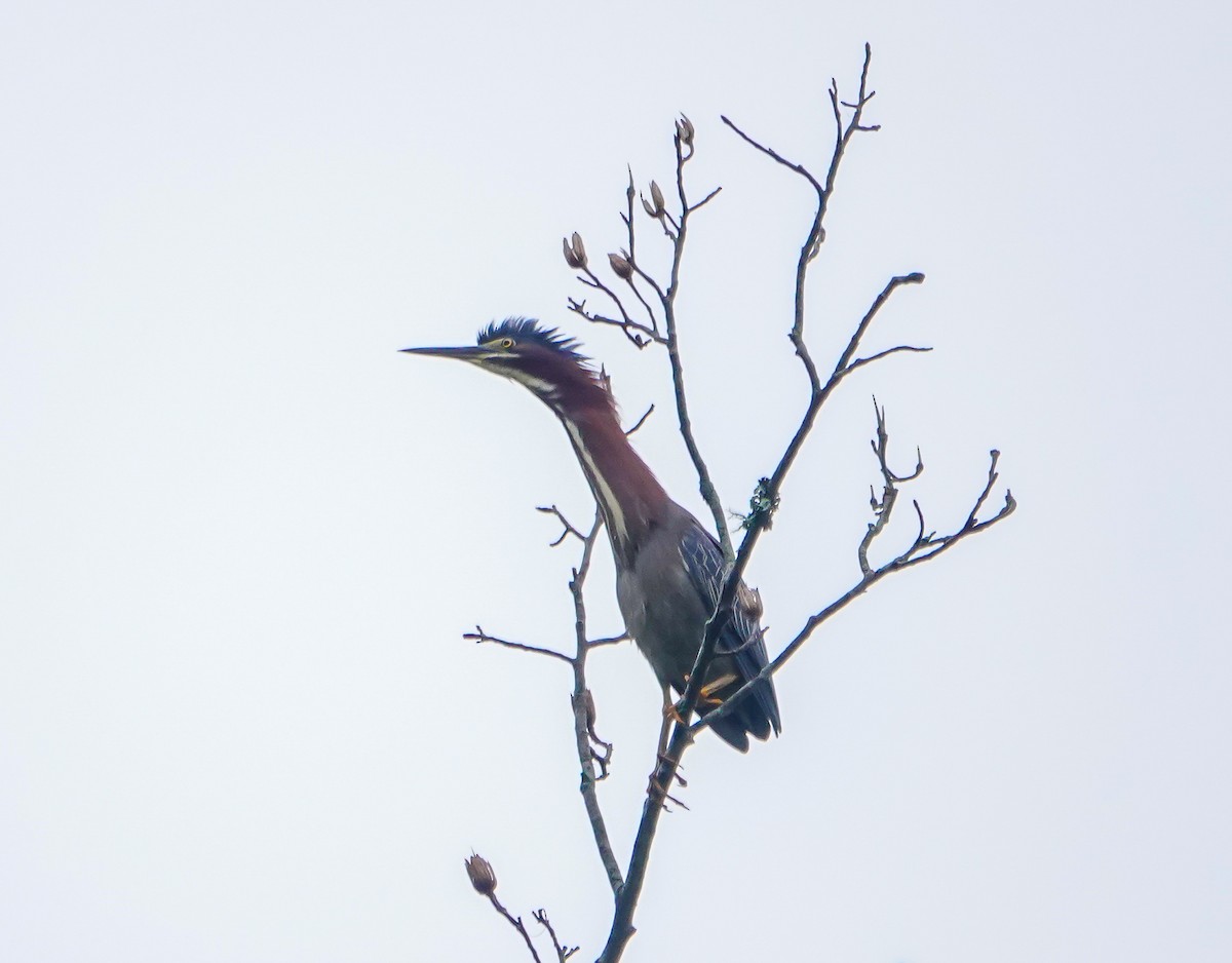 Green Heron - ML447889741