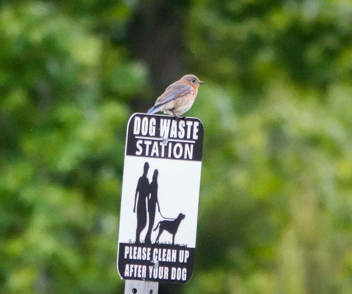 Eastern Bluebird - Dave Hart