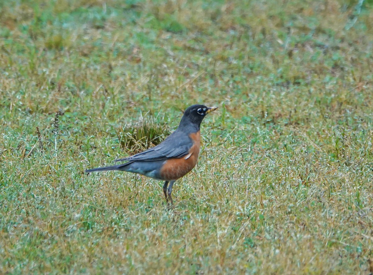 American Robin - ML447889901