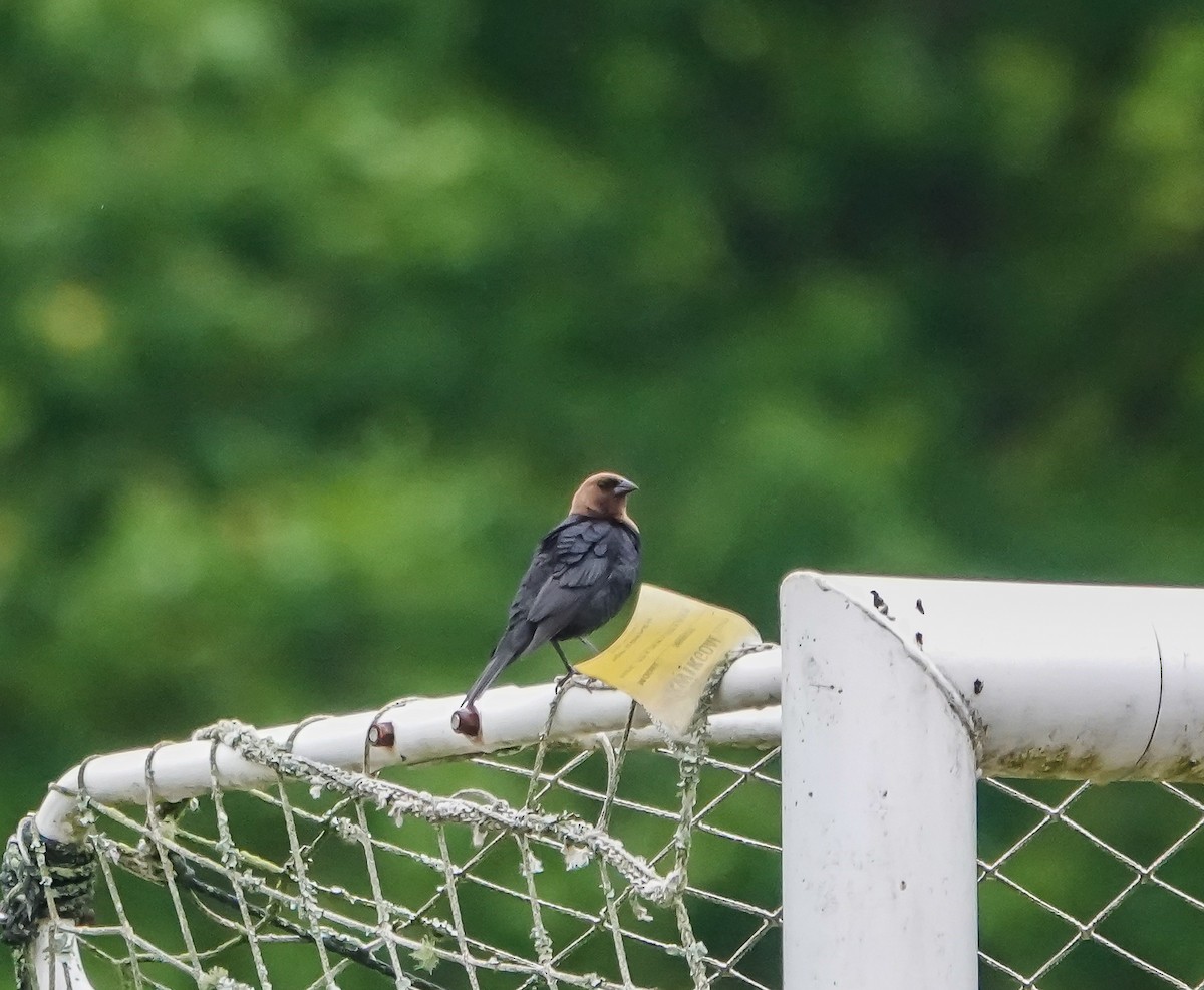 Brown-headed Cowbird - ML447890041