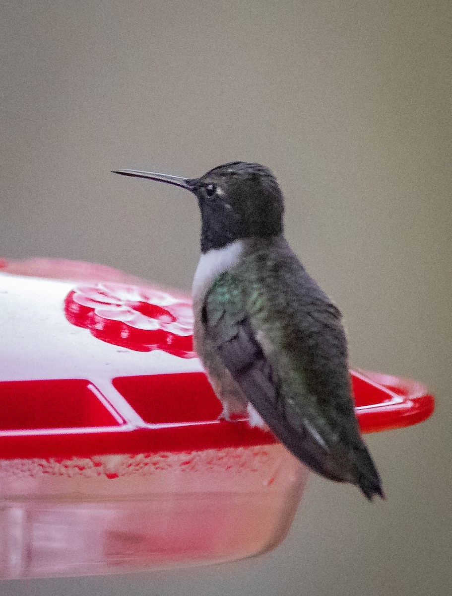 Black-chinned Hummingbird - ML447890261