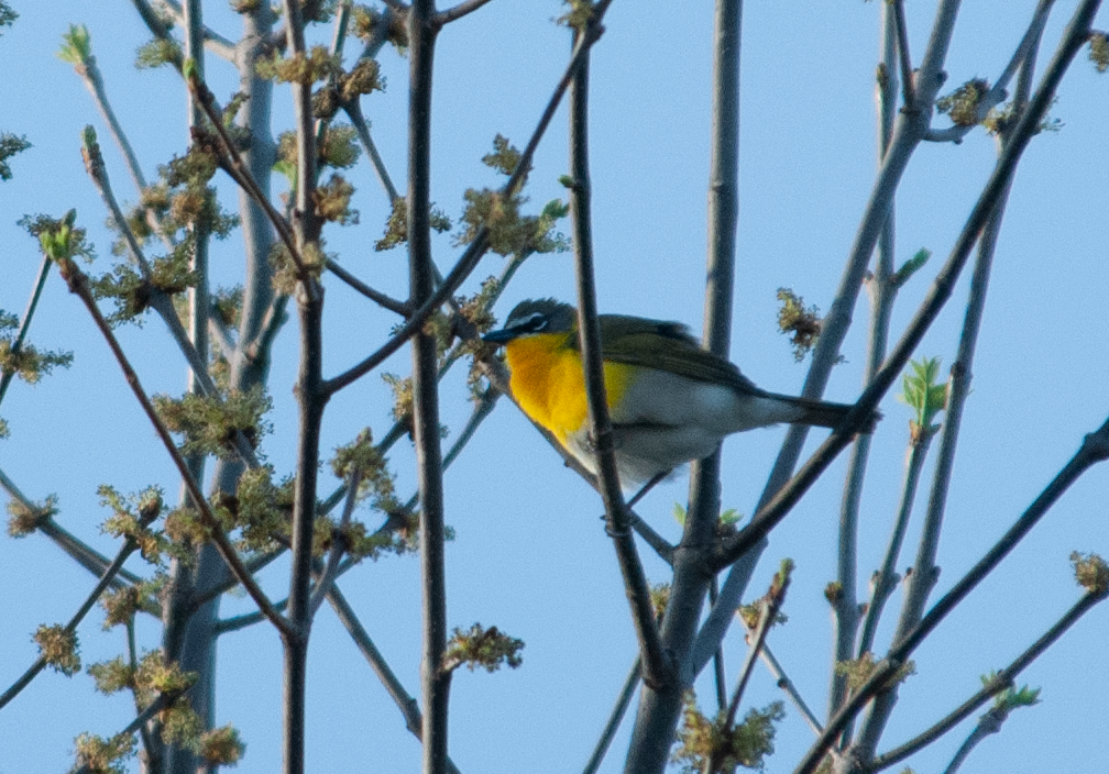 Yellow-breasted Chat - Jeff  Bahls