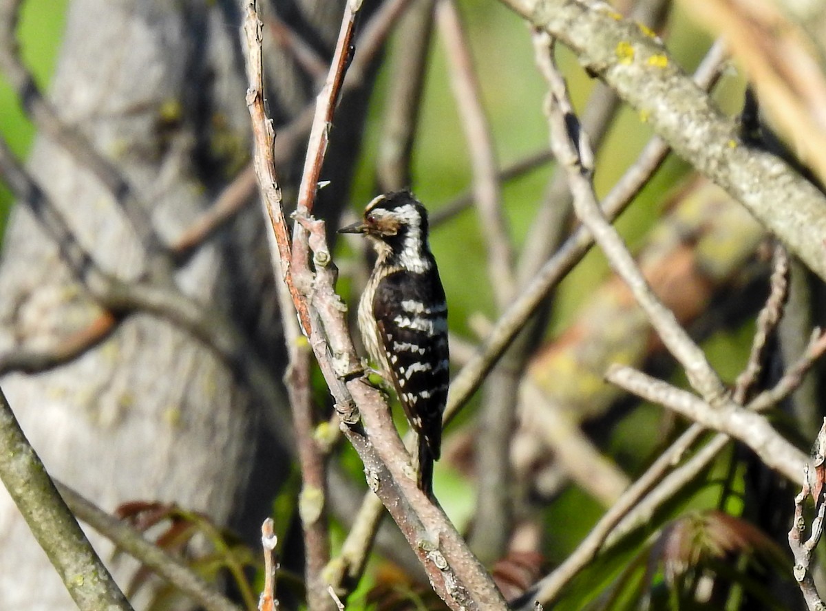 Lesser Spotted Woodpecker - ML447890591