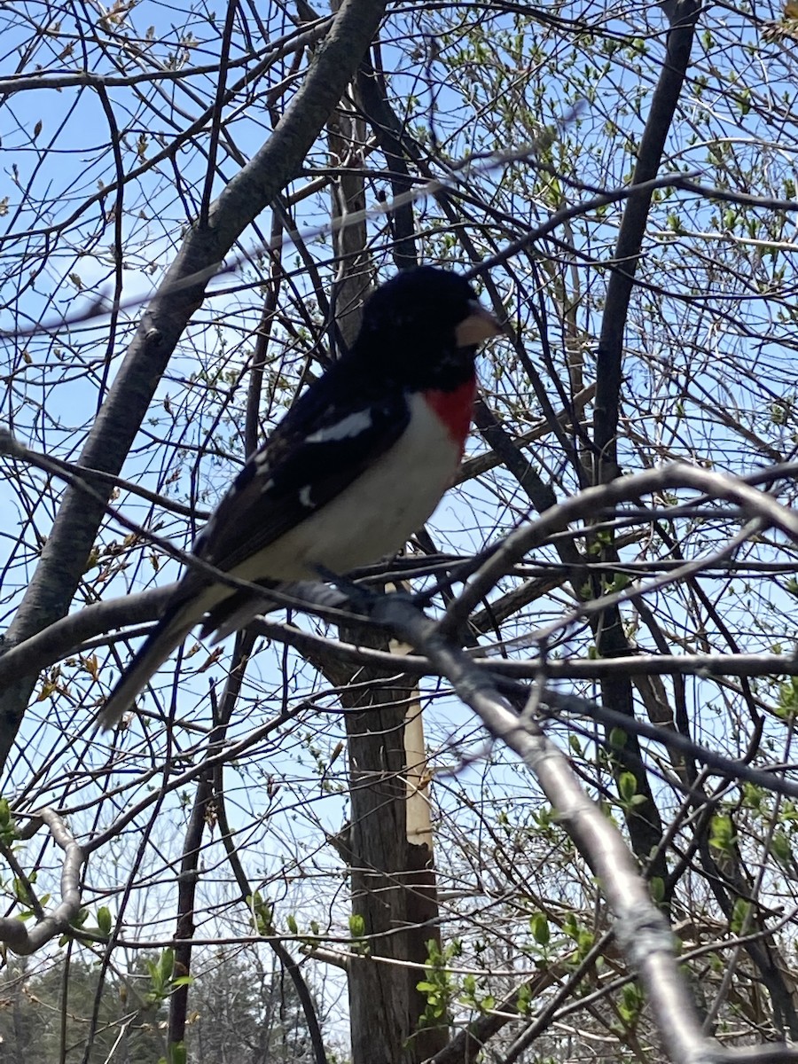 Rose-breasted Grosbeak - Dominic Salas