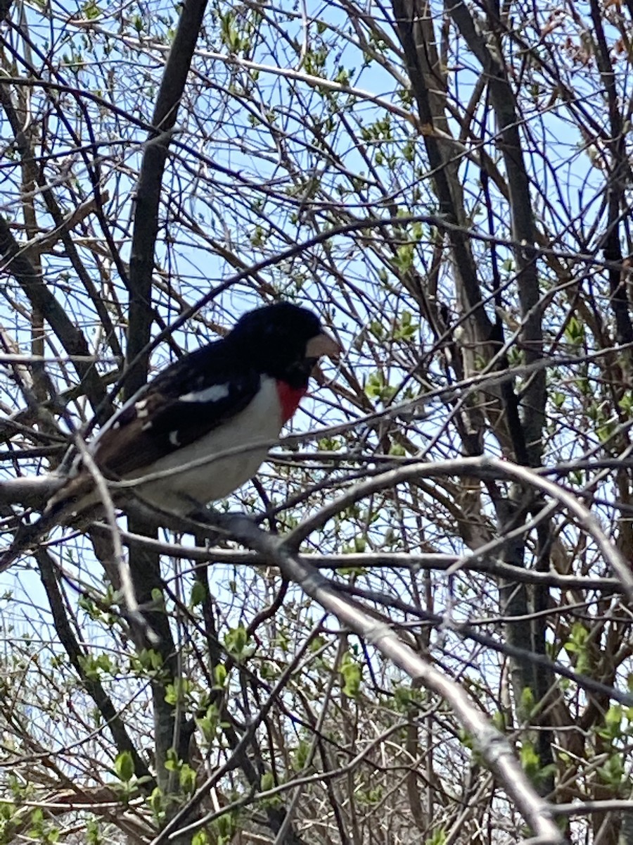 Rose-breasted Grosbeak - Dominic Salas