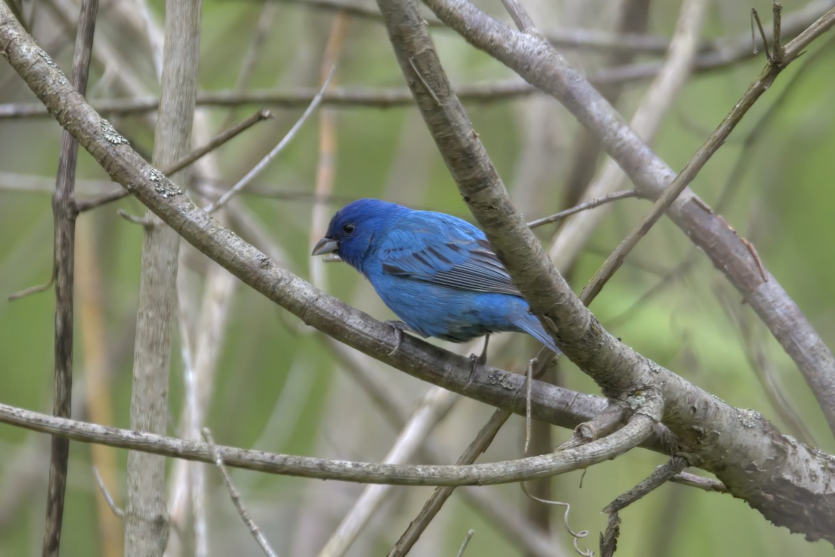 Indigo Bunting - ML447896231