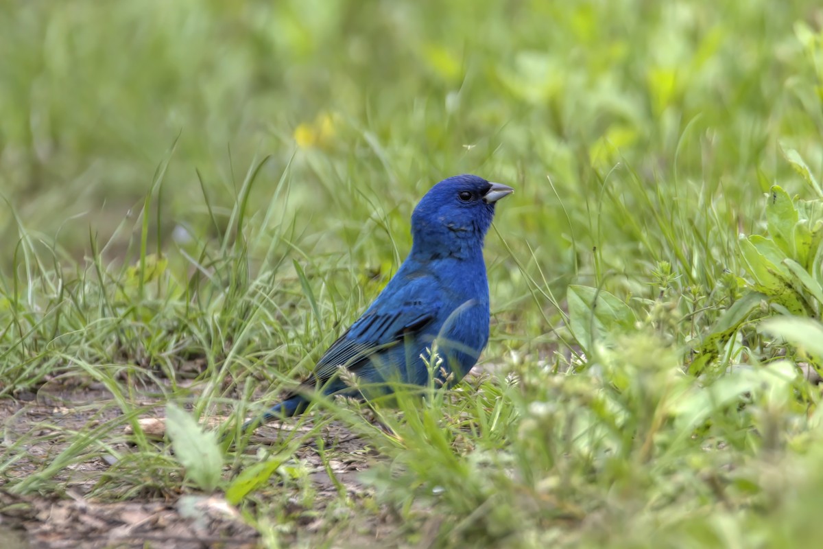 Indigo Bunting - ML447896241